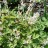 Дицентра клобучковая, Dicentra cucullaria - Дицентра клобучковая, Dicentra cucullaria, цветение.