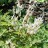 Дицентра клобучковая, Dicentra cucullaria - Дицентра клобучковая, Dicentra cucullaria, соцветия.
