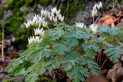 Дицентра клобучковая, Dicentra cucullaria