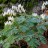 Дицентра клобучковая, Dicentra cucullaria - Дицентра клобучковая, Dicentra cucullaria. Фото с сайта pinterest.com  