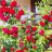 Роза плетистая, красная, местная устойчивая форма - Роза плетистая, красная, местная устойчивая форма