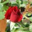 Роза плетистая, красная, местная устойчивая форма - Роза плетистая, красная, местная устойчивая форма. Цветок, начало раскрытия.