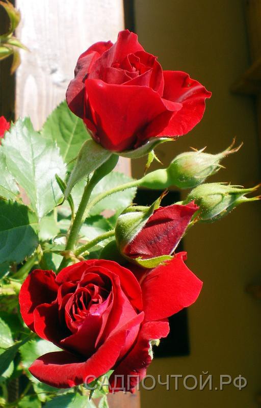 Роза плетистая, красная, местная устойчивая форма