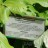 Подофиллум щитовидный, Podophyllum peltatum - Подофиллум щитовидный, Podophyllum peltatum, описание в ботаническом саду Петербурга.