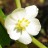 Подофиллум щитовидный, Podophyllum peltatum - Подофиллум щитовидный, Podophyllum peltatum, цветок.
