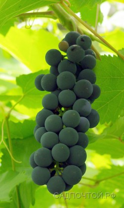 Виноград, набор из трех растений 