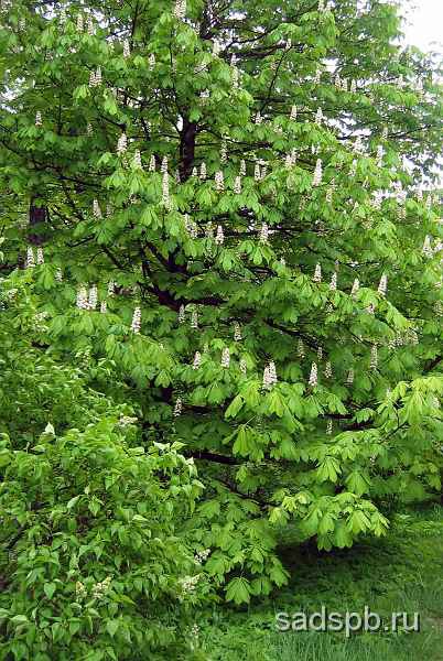 Каштан конский, Aesculus hippocastanum Одно из лучших и красивейших садовых деревьев.
- Цветет в мае, после распускания листьев.
- Цветки белые, с красными крапинками, в крупных соцветиях, длиной 20-30 см. 
- Листья большие, 10-20 см, состоят из 5-7 продолговатых, ребристых листочков. Осенняя окраска желто-коричневая.
- Совершенно зимостоек в Петербурге. Регулярно цветет и плодоносит.
- Плоды - колючие шары с коричневыми, блестящими плодами внутри.
- Отличается быстрым ростом.

Наше видео о том, как поддерживать необходимые размеры каштана:

	
