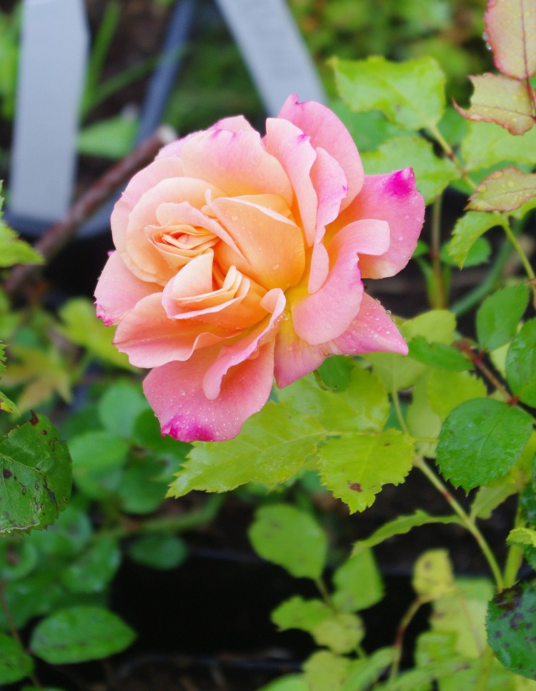 Роза кустовая, махровая розовая Кустовая 
махровая роза с нежно-розовыми цветами.
- Сорт неизвестен, поэтому очень низкая цена. 

