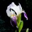 Ирис бородатый, бело-фиолетовый (№ 31) - Iris_1.JPG