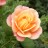 Роза шраб (Modern Shrub) "Кубана (Cubana)" - Роза шраб (Modern Shrub) "Кубана (Cubana)", распускающийся цветок.