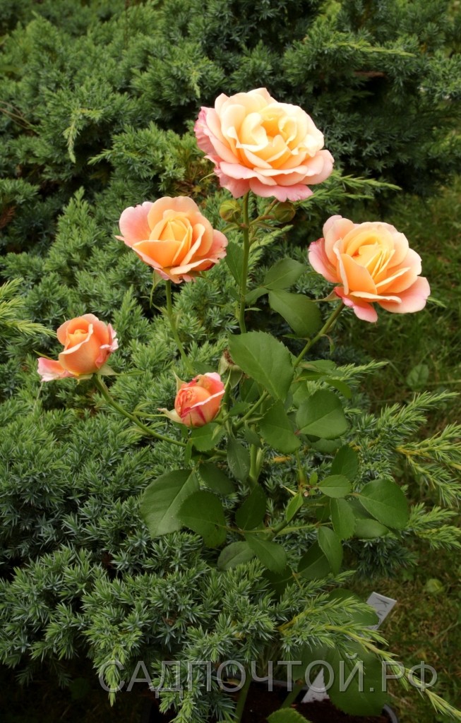 Роза шраб (Modern Shrub) &quot;Кубана (Cubana)&quot; Низкая кустовая устойчивая роза с абрикосово-розовыми цветами и длительным цветением.
- Куст до 50 см. высотой, распростертый, постепенно разрастающийся в ширину.
- Цветки махровые, 5-6 см, медно-абрикосовые вначале и розово-кремовые в конце цветения в кистях до 10 цветков.
- Обильно цветет с середины лета и до осени.

