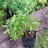 Рододендрон сихотинский, Rhododendron sichotense - Рододендрон сихотинский, Rhododendron sichotense, саженец