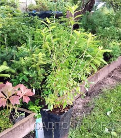 Рододендрон сихотинский, Rhododendron sichotense