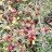 Кизильник прижатый, Cotoneaster adpressus - Cotoneaster_berryesln4.jpg
