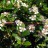 Кизильник прижатый, Cotoneaster adpressus - Cotoneaster_flowers255.jpg