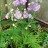 Герань садовая, форма с махровыми цветами, Geranium - Герань садовая, форма с махровыми цветами, Geranium