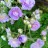 Герань садовая, форма с махровыми цветами, Geranium - Герань садовая, форма с махровыми цветами, Geranium