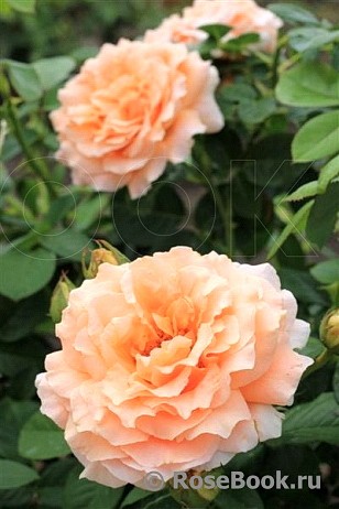 Роза клаймбер или лазающая &quot;Полька (Polka)&quot; Густомахровая, прямостоячая лазающая устойчивая роза с цветами оригинальной, абрикосовой расцветки и повторным цветением..
- Относится к клаймберам (Large-Flowered Climber) и цветет с середины лета до поздней осени.
- Высота от 1-1,5 метров и более в зависимости от условий.
- Цветки 10-12 см, густомахровые,  насыщенного абрикосового цвета..
- В Петербурге зимует с укрытием, 5 зона USDA	.
