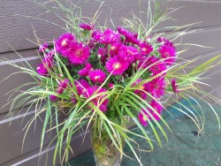 Астра кустарниковая "Дженни", Aster dumosus "Jenny"