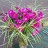 Астра кустарниковая "Дженни", Aster dumosus "Jenny" - Астра кустарниковая "Дженни", Aster dumosus "Jenny"