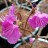 Рододендрон гибридный (даурский х остроконечный), Rhododendron (dahuricum х mucronulatum) - Рододендрон гибридный (даурский х остроконечный), Rhododendron (dahuricum х mucronulatum), цветки