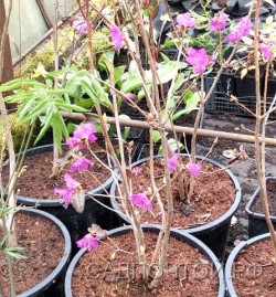 Рододендрон гибридный (даурский х остроконечный), Rhododendron (dahuricum х mucronulatum)