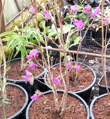 Рододендрон гибридный (даурский х остроконечный), Rhododendron (dahuricum х mucronulatum) Природный гибрид двух дальневосточных листопадных рододендронов - даурского и остроконечного.
- Цветет рано весной до распускания листьев. 
- Цветки до 5 см в диаметре, пурпурово-розовые по 3-6 на концах побегов. 
- Максимальная высота 1,5-2 метра, в дальнейшем растут вширь.
- Зимостоек.


