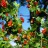Смородина альпийская, Ribes alpinum - Смородина альпийская, Ribes alpinum, ягоды