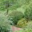 Смородина альпийская, Ribes alpinum - Смородина альпийская, Ribes alpinum