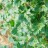 Смородина альпийская, Ribes alpinum - Смородина альпийская, Ribes alpinum