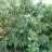Азимина трёхлопастная или банановое дерево "Санфлауэр",  Asimina triloba "Sunflower"  - Asimina triloba Sunflower, плодоносящее растение. Фото Виктора Григорьева.