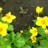 Вальдштейния тройчатая или сибирская,   Waldsteinia ternata - Вальдштейния тройчатая или сибирская,   Waldsteinia ternata, цветки