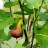 Инжир, Ficus carica - Инжир, Fícus cárica, созревший плод.