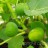 Инжир, Ficus carica - Плоды инжира в теплице