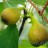 Инжир, Ficus carica - Зрелые плоды инжира
