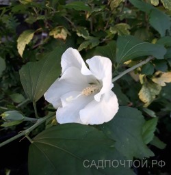 Гибискус садовый, белые цветы