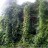 Актинидия коломикта, Actinidia kolomikta, мужские растения - Актинидия коломикта, Actinidia kolomikta, на опоре у стены