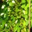Актинидия коломикта, Actinidia kolomikta, мужские растения - Актинидия коломикта, Actinidia kolomikta, плодоношение