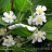 Актинидия коломикта, Actinidia kolomikta, мужские растения - Актинидия коломикта, Actinidia kolomikta, женские цветы