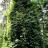 Актинидия коломикта, Actinidia kolomikta, мужские растения - Актинидия коломикта, Actinidia kolomikta, в лесу