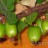 Актинидия коломикта, Actinidia kolomikta, мужские растения - Актинидия коломикта, Actinidia kolomikta, ягоды