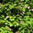 Актинидия коломикта, Actinidia kolomikta, мужские растения - Актинидия коломикта, Actinidia kolomikta, лето
