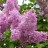 Сирень гиацинтовая "Бюффон", Syringa  hyacinthiflora "Buffon" - Сирень гиацинтовая "Бюффон", Syringa  hyacinthiflora "Buffon". Фото с сайта m.nn.ru.