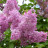 Сирень гиацинтовая "Бюффон", Syringa  hyacinthiflora "Buffon" - Сирень гиацинтовая "Бюффон", Syringa  hyacinthiflora "Buffon"