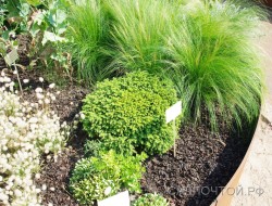 Ель обыкновенная, карликовая "Литтл Джем", Picea abies "Little Gem"