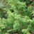 Кипарисовик горохоплодный "Плюмоза", Chamaecyparis pisifera "Plumosa" - Кипарисовик горохоплодный "Плюмоза", Chamaecyparis pisifera "Plumosa", ветви.