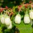 Голубика садовая "Нортблю", Vaccinium corymbosum "Northblue" - Голубика садовая Норт Блю или North Blue, цветы
