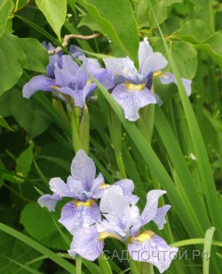 Ирис сибирский "Super Ego", Iris sibirica Super Ego 