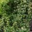 Жимолость каприфоль, Lonicera caprifolium - Жимолость каприфоль, Lonicera caprifolium