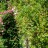 Жимолость каприфоль, Lonicera caprifolium - Жимолость каприфоль, Lonicera caprifolium, лиана с ягодами.
